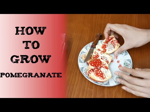 How to Grow Pomegranate Tree from Seed 如何种植石榴अनार को बीज से उगाने Cómo cultivar granadas dulces