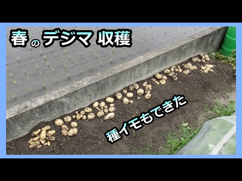 【ジャガイモの収穫 2023】訳あって春の初デジマ 家庭菜園30年目