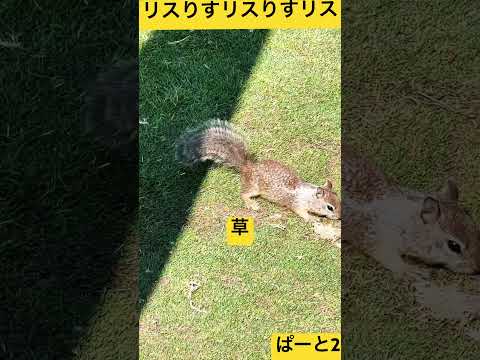 リスとの遭遇パート2#観光 #アメリカ #ロサンゼルス #動物 #かわいい #小動物 #公園