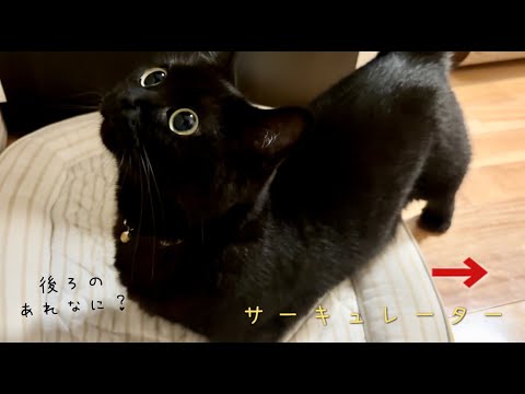 突如現れたサーキュレーターに驚いている黒猫