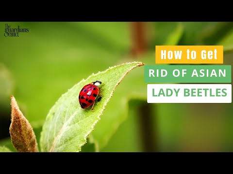 Reveal the Mystery: How to Get Rid of Asian Lady Beetles Uncovered!