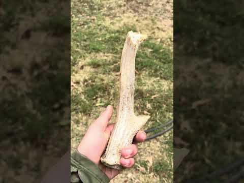 Bear Newcomb making a primitive knife using Georgetown chert and a deer antler. #fueledbynature