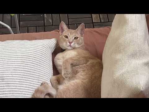 Precious boi asks human to come outside and pet him