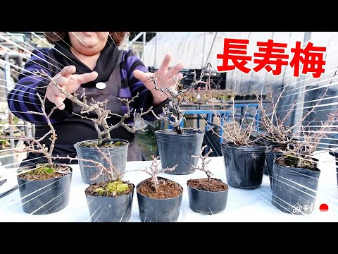 Learn Japanese quince from Mrs. Ohno. [Bonsai Q]