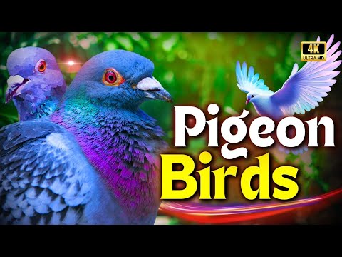 Pigeon Bird's Documentary | Life of Urban Pigeon Birds in the Jungle | Creative Nature