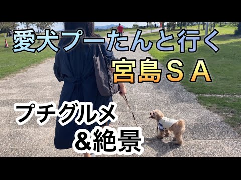 愛犬プーたんと行く宮島ＳＡ　プチグルメ&絶景