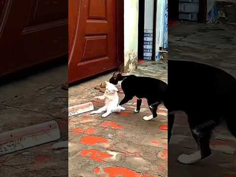 Mother cat returned back disappointed with her baby #shorts #cat #kitten #catlovers