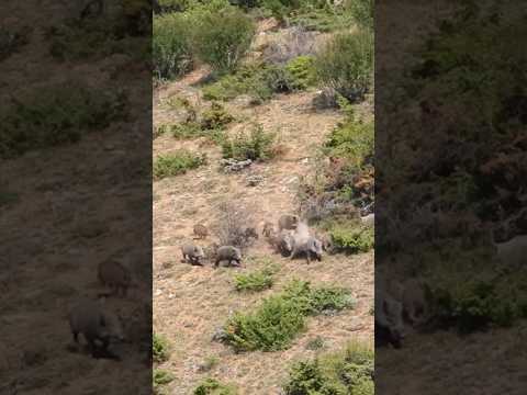 Amazing Shots at Wild Boars 🐗 Domuz Sürüsüne Harika Atışlar! #hog #hunting #wildboar