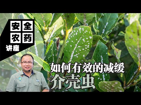 【Baba安全农药讲座】如何有效减缓介壳虫？6个有机防治方法比农药更高效消除介壳虫 | 介壳虫种类和特征、危害症状、有机防治方法、防治注意事项 | 介壳虫有机防治