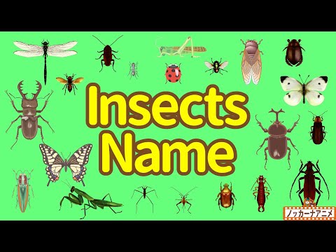 Insects Name | Talking Flashcards | Video for Kids | フラッシュカードで昆虫の名前をおぼえよう！英語知育アニメ