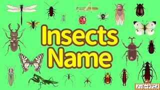 Insects Name | Talking Flashcards | Video for Kids | フラッシュカードで昆虫の名前をおぼえよう！英語知育アニメ