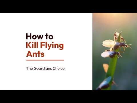 12 Steps to Kill Flying Ants | How to Kill Flying Ants | The Guardian's Choice