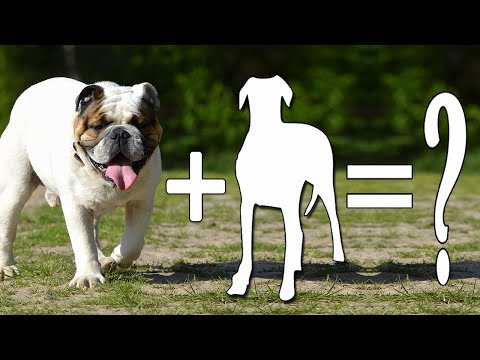 Top 10 Mythological Bulldog Mixes Cross Breed Dogs