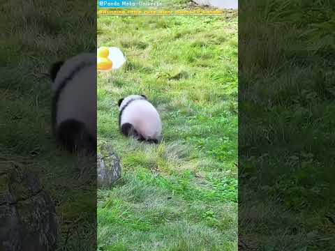 奔跑的小可爱大熊猫齐三妹 Running little cute giant panda Qi Sanmei #panda #cute #funny #redpanda #giantpanda