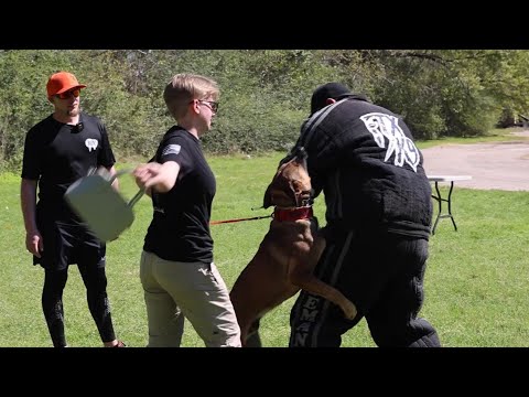 Will Your Dog Protect You! - K9 Street League