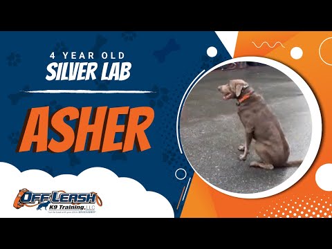 Asher 4 year old Silver Lab | Board and Train Program | Off Leash K9