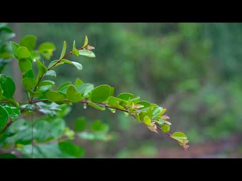 Peaceful Rain in the Tropical Forest | Restful Sleep Sounds