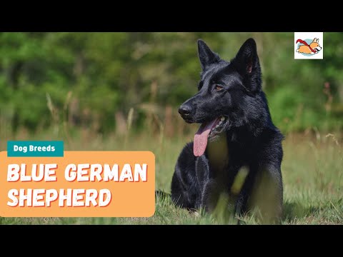 Blue German Shepherd: Your Guide To This Rare Variation Of The Popular GSD!