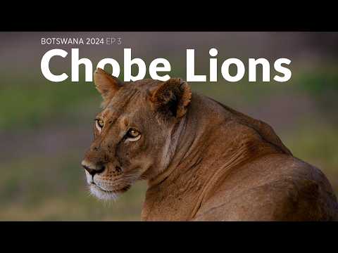 We find the lions! - Botswana 2024 Wildlife Filmmaking BTS Ep3