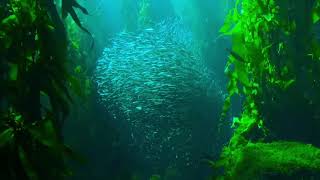 School of Silver Fish | Copyright Free Video Footage