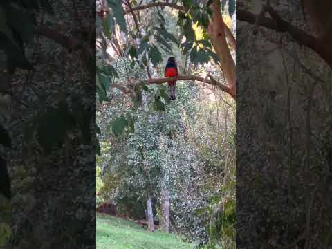 SURUCUÁ PEITO VERMELHO