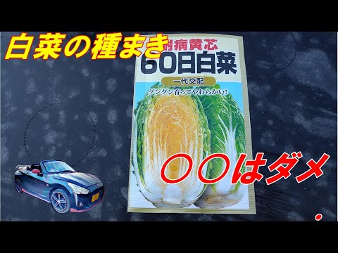 秋冬野菜 はくさい の ○○はダメ 種まき 育て方 土づくり 9月 土を ふかふか に。はくさい の成長に良い土を。2023 .9.16 sibaライフ No83