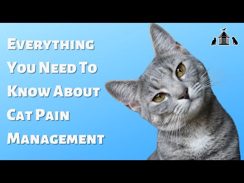 Everything You Need To Know About Cat Pain Management With Dr. Mitch McKee