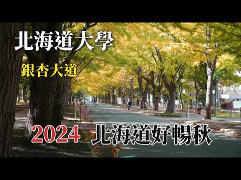 2024北海道好暢秋｜北海道大學｜銀杏大道 @ H.Y.