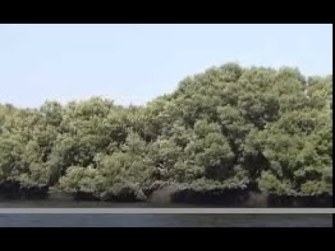 Mangroves