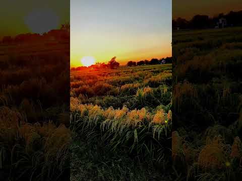 Sunset #trendingshorts #farminglife #viralshort #agriculturelife #nature #youtubeshorts #shorts