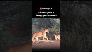 A lioness grabs a photographer's camera #photography