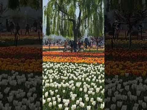 Beautiful tulips of myriad colors at Indira Gandhi Memorial Tulip Garden in Srinagar, Kashmir!