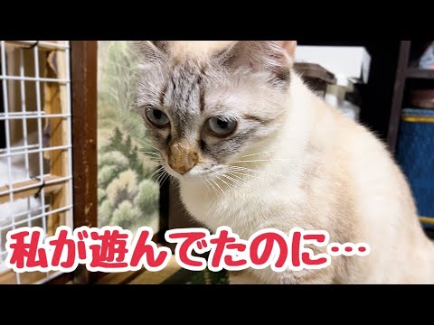 猫じゃらしで遊びたくて隙間から出てくる沢山の手がかわいい