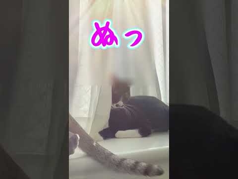 【今日のねこ】猫のしっぽにじゃれる猫 #shorts #猫 #保護猫 #猫動画