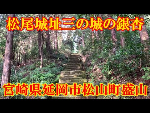 松尾城址三の城の銀杏　宮崎県延岡市松山町盛山