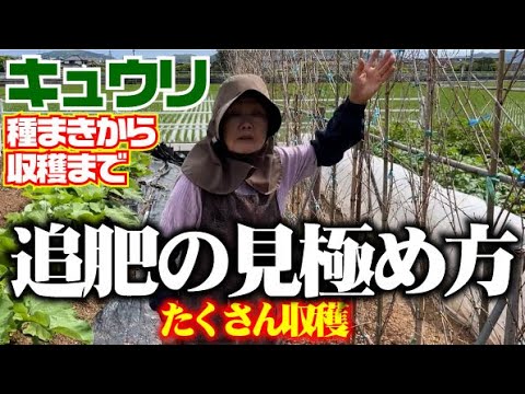 【毎年これで大量のキュウリを収穫しています】【夏すずみ】