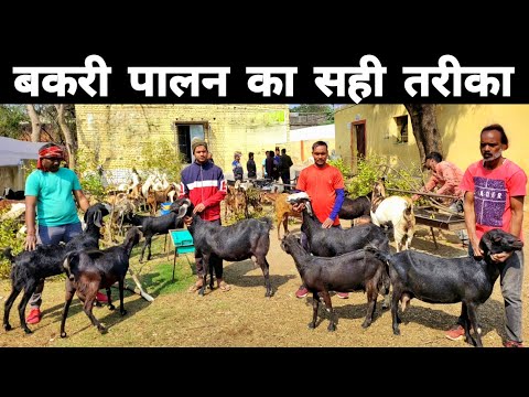 बकरी पालन का सही तरीका | bakri palan kaise karna chahie | Goat farming in hindi