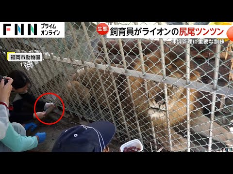 なぜ？ライオンの尻尾を飼育員がツンツン…実は採血トレーニング　福岡市動物園（2024.09.26放送）