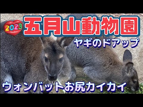 【行った気分】無料の五月山動物園 ウォンバットカイカイ Satsukiyama Zoo