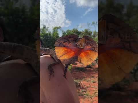 Stunning Lizard Poses On Man's Back For Picture