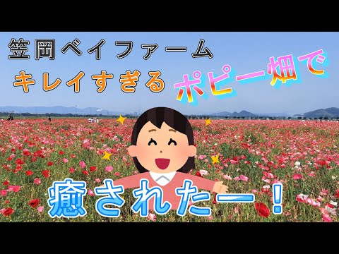 【笠岡ベイファーム】キレイすぎるポピー畑で癒されたー！