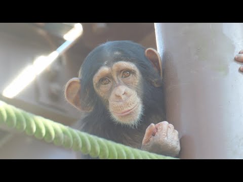 Rocky has grown into adulthood and is a very kind older brother to Sky.　Tobe Zoo Chimpanzee 202411