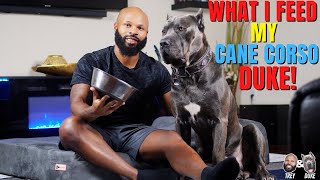 What I Feed My Cane Corso Duke!