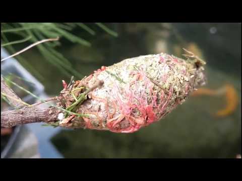 CASUARINA PROPAGATION