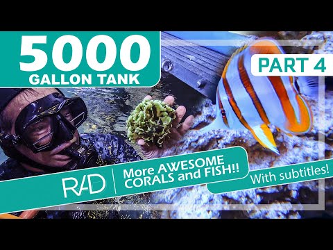 5000 GALLON REEF AQUARIUM IN FORT LAUDERDALE, FLORIDA BY REEF AQUARIA DESIGN PART 4