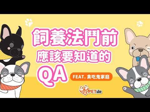 飼養法鬥前應該要知道的QA  Feat. 貪吃鬼家庭【寵物知識+】｜#哈寵PETube 第258集