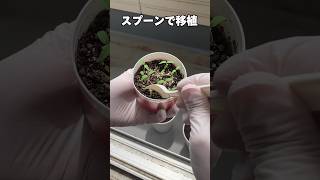 ダイソーアイテムに頼る！ミニトマト栽培🍅