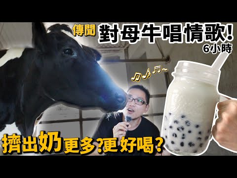 傳聞對母牛唱情歌!擠出奶更多更好喝?【許伯簡芝】