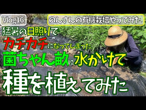 女ひとりで、はじめての有機栽培　自然栽培（無肥料・無農薬・耕さない・基本水やりなし　不耕起）日照り続き　カチカチになった菌ちゃん畝　種を蒔く　 Vlog 16　 菌ちゃん農法、貸農園でやってみた