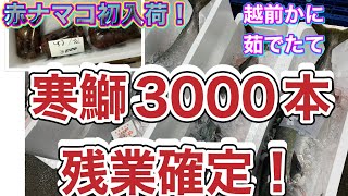 『寒鰤3000本、残業確定』令和6年12月2日の激安魚屋@福井県敦賀市相木魚問屋